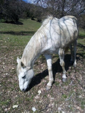 Magrignano tra animali e natura